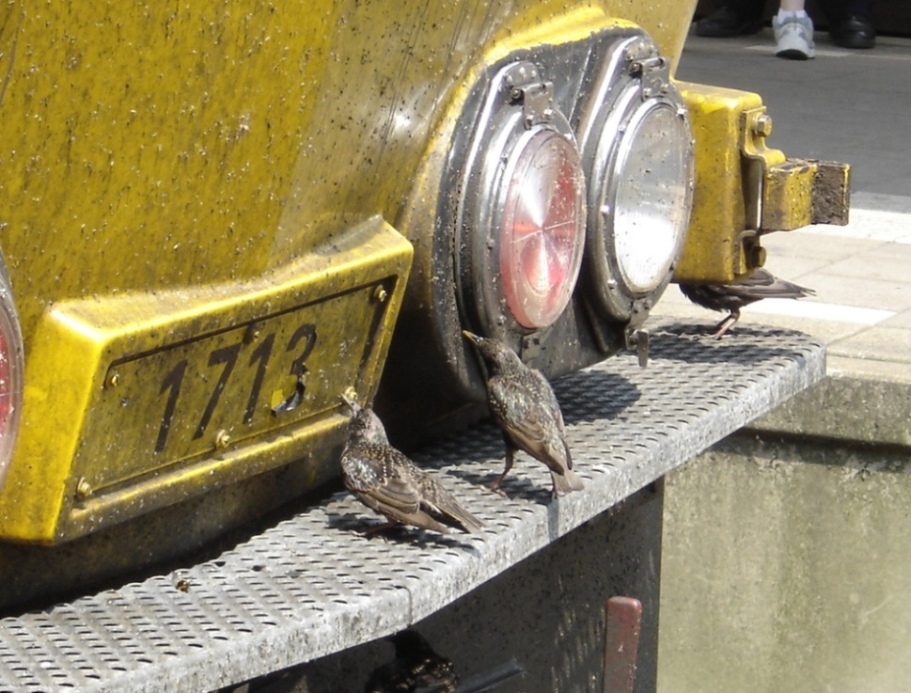 storno - Sturnus vulgaris